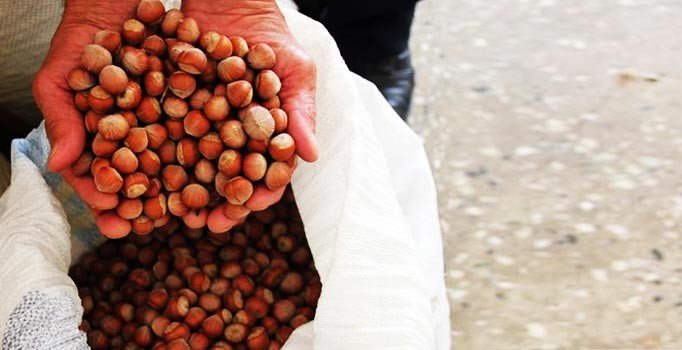 Sanayici İş adamı Mustafa Demirci: Fındık altına dönüştü