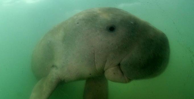 Deniz ineği midesindeki plastik nedeniyle öldü