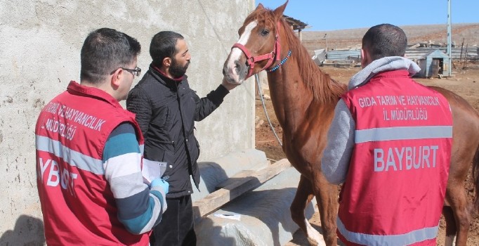 Cirit atlarına ’ruam’ testi