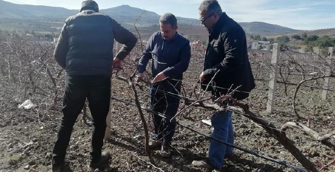 Kilis’te çiftçilere bağ budama teknikleri eğitimi