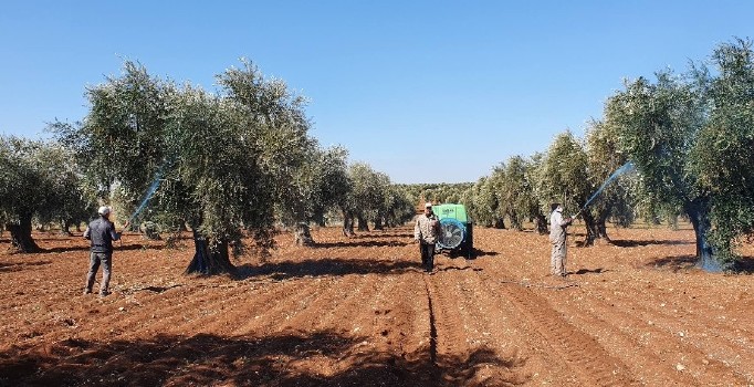 Mantar hastalığına karşı zeytinler ilaçlanıyor