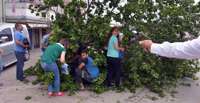 Vatandaşlar kayısı toplamak için yarıştı