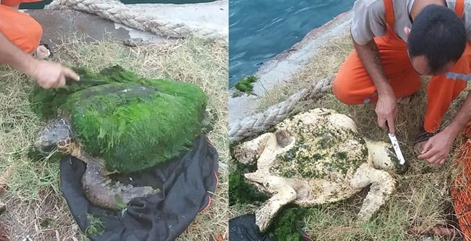 İskenderun'da yosun bağlamış caretta carettayı balıkçılar kurtardı