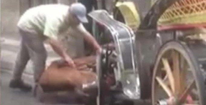 Büyükada'da fayton işkencesi devam ediyor