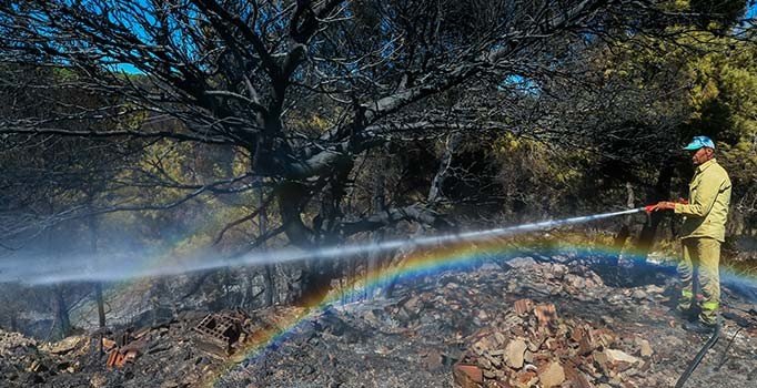 İzmir'deki 3 gün süren yangın sonrası kampanya: 2 günde 30 bin fidan bağışlandı