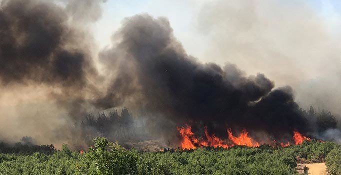 Edirne'de orman yangını