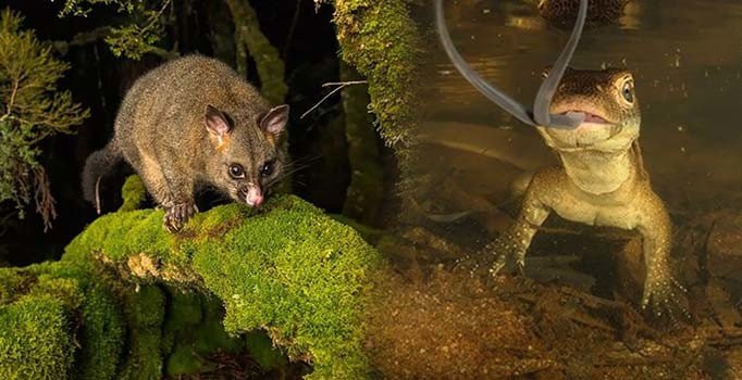 Avustralya Doğa Fotoğrafı Yarışması'nın kazananları belli oldu