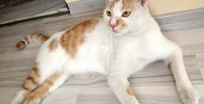 Kediye işkence edip kanıyla çeşmeye yazı yazdılar