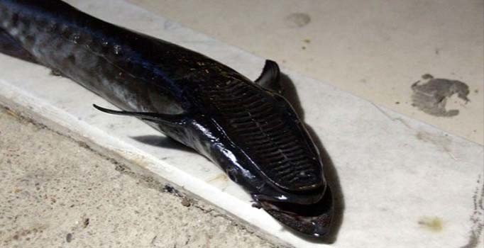 Bodrum'da oltaya vantuz balığı takıldı