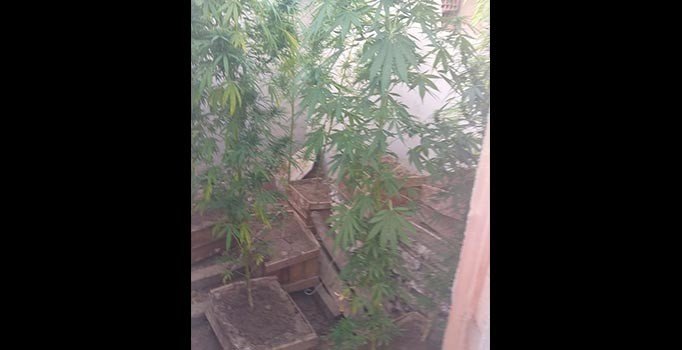 Saksıda ekili Hint keneviri yakalandı