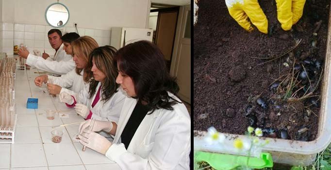 Terminatör böcekler ormana salınıyor