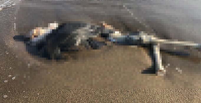 Sakarya'da kıyıya vurmuş insan iskeleti bulundu