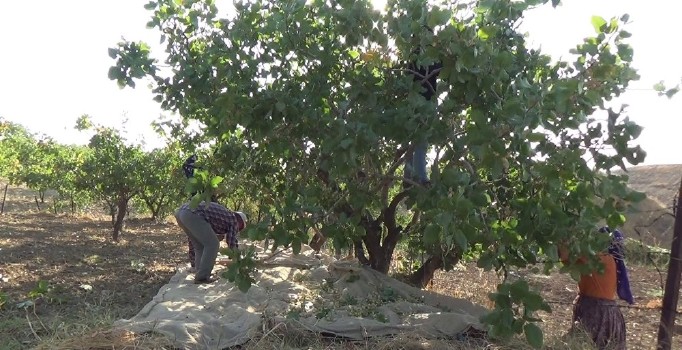 ‘Yeşil altında’ yılın ilk hasadı başladı