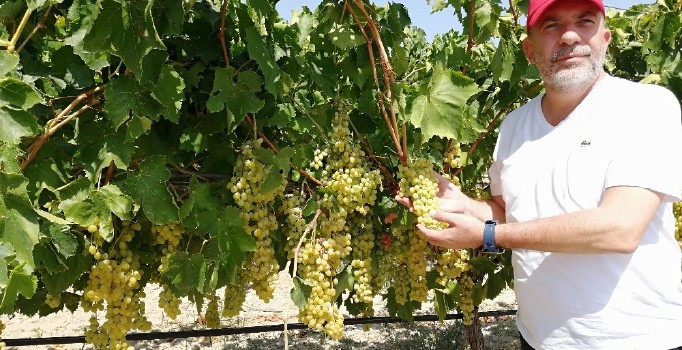 Ziraat Odası Başkanı Cem Yalvaç: “Açığa üzüm dökmeyelim”