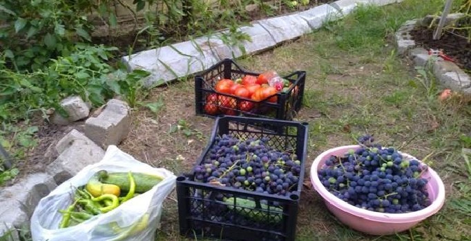 Öğrenciler kenddi elleri ile yetiştirdikleri ürünleri topladı