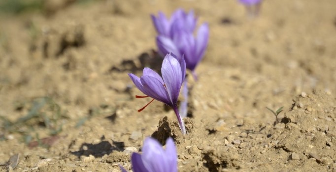 Safran tarlalarına turist yağacak