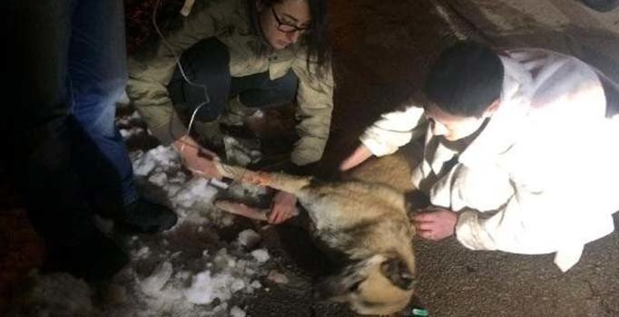 Sokak hayvanlarını zehirleyen doktora 5 yıl hapis