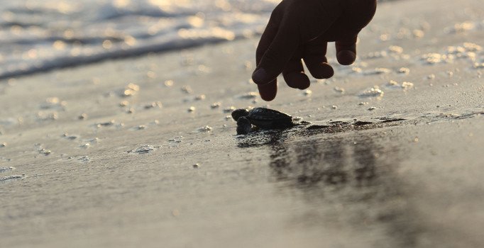 590 bin 984 kaplumbağa yavrusu denize ulaştı