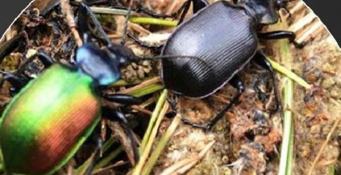 Dev kabuk böceğinin istila ettiği ladin ormanlarına 'terminatör böcek'