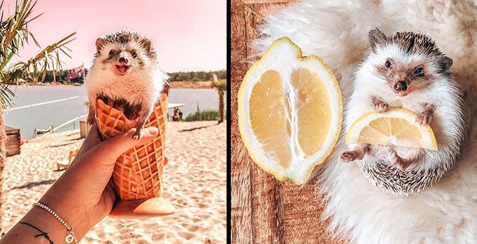 Dünyanın en mutlu kirpisi Mr. Pokee'nin en güzel fotoğrafları