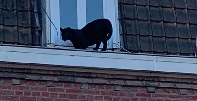 Görenler şaştı kaldı! Çatı katında panter şoku