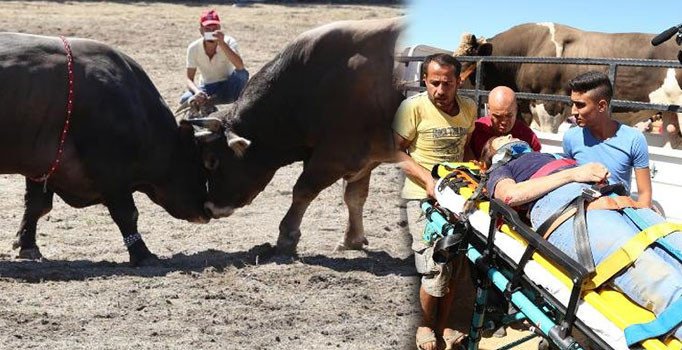 Güreş alanından kaçan 2 boğa seyircilerin arasına daldı: 1 ağır yaralı