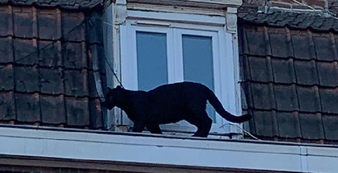 Fransa'da çatıda görüntülenen panter çalındı