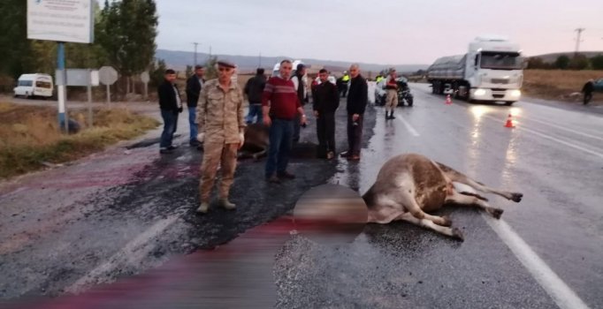 Tokat'ta otomobil sürüye çarptı, 3 büyükbaş öldü
