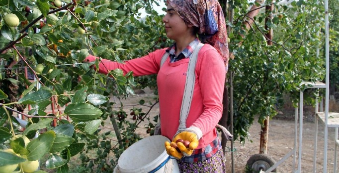 Ölümsüzlük meyvesi hünnabın faydaları saymakla bitmiyor