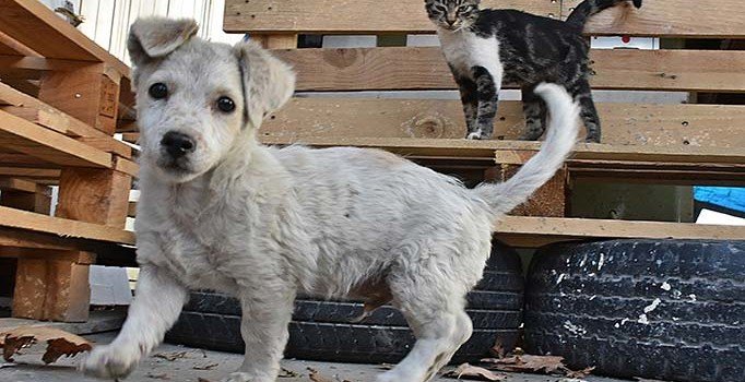 Kedi Hüsnü ile köpek Hüsniye'nin dostluğu görenleri şaşırtıyor