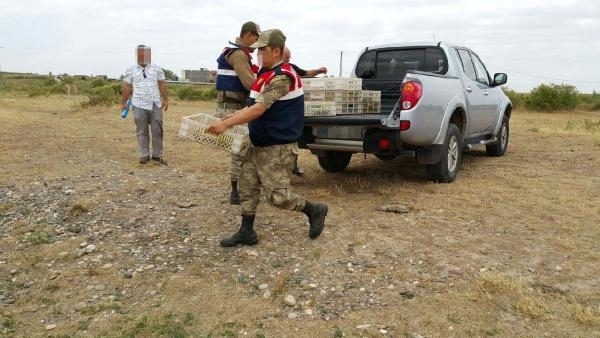 Diyarbakır'da kaçak yollarla kurbağa avlayan 4 kişi yakalandı