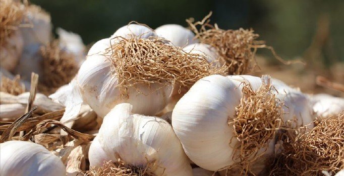 Sarımsak ithalatında gümrük vergisi düşürüldü