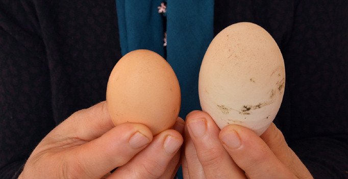 Dev yumurta görenleri şaşırtıyor