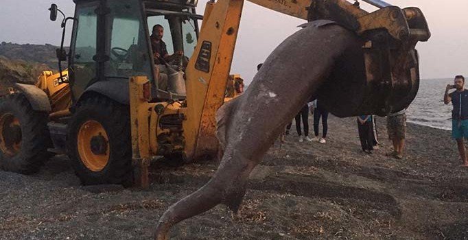 İzmir’de 3 metre uzunluğundaki yarım tonluk köpek balığı karaya vurdu