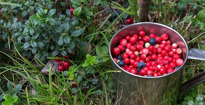 Kekreyemiş, kan şekeri ile insülini dengeliyor