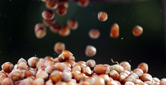 Fındık fiyatı yükselişini sürdürüyor: Kilosu 16,5 lira