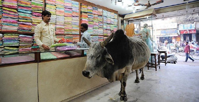 Hindistan'da inek kesen 7 kişi gözaltına alındı