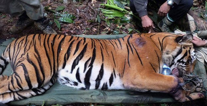 Malezya'da Sultan'dan "kaçak hayvan avcılarını avlayın" emri