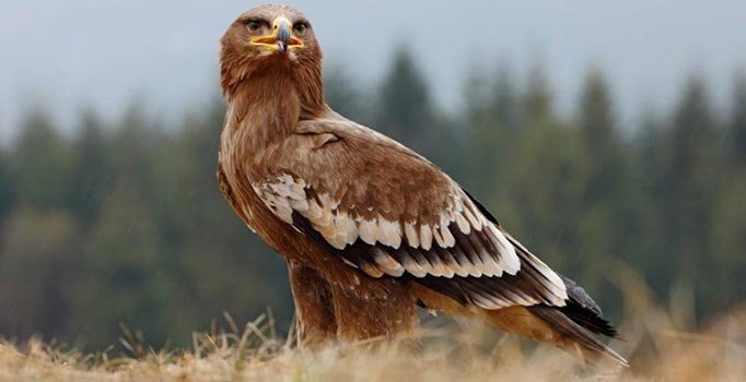 Kartalların telefon hatlarını kontörlüye çevirin