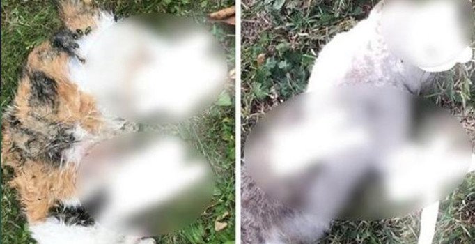 Bolu'da, kedileri ayaklarını keserek öldürdüler