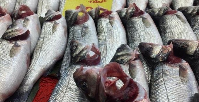 Balıkta inanılmaz hile... Bazı balıkçılar solungaçlarını kırmızıya boyuyor