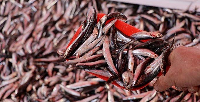 Hamsinin fiyatı 3 kat ucuzladı
