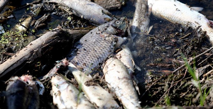 Susurluk çayındaki toplu balık ölümleri korkuttu