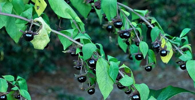 Ispanak zehirlenmesinin nedeni belli oldu: Ürünlere avrat otu karışmış