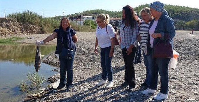 Kediler telef olunca sahile akın ettiler