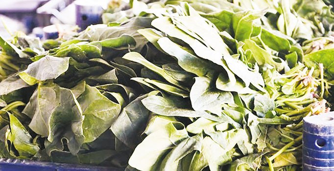 Zehirli ıspanak alarmı