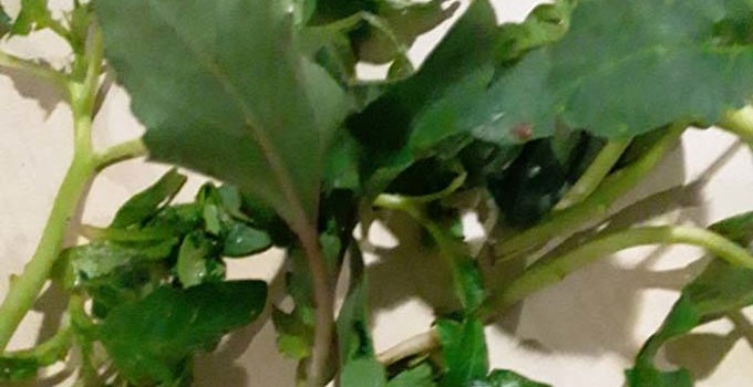 İşte ıspanağa karışarak zehirlenmeye neden olan otlar