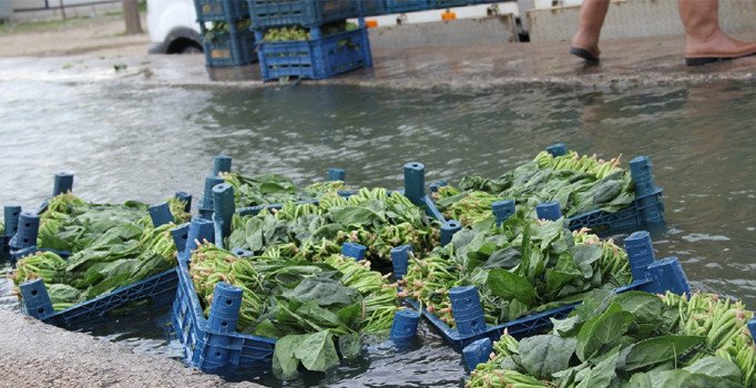 Ispanakta zehirlenme iddiaları üreticiyi mağdur etti