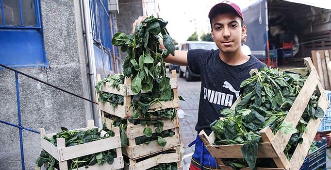 Fiyatlar dip yapınca ıspanak üreticisi perişan oldu