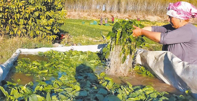 Ispanaktan bile kriz çıktı